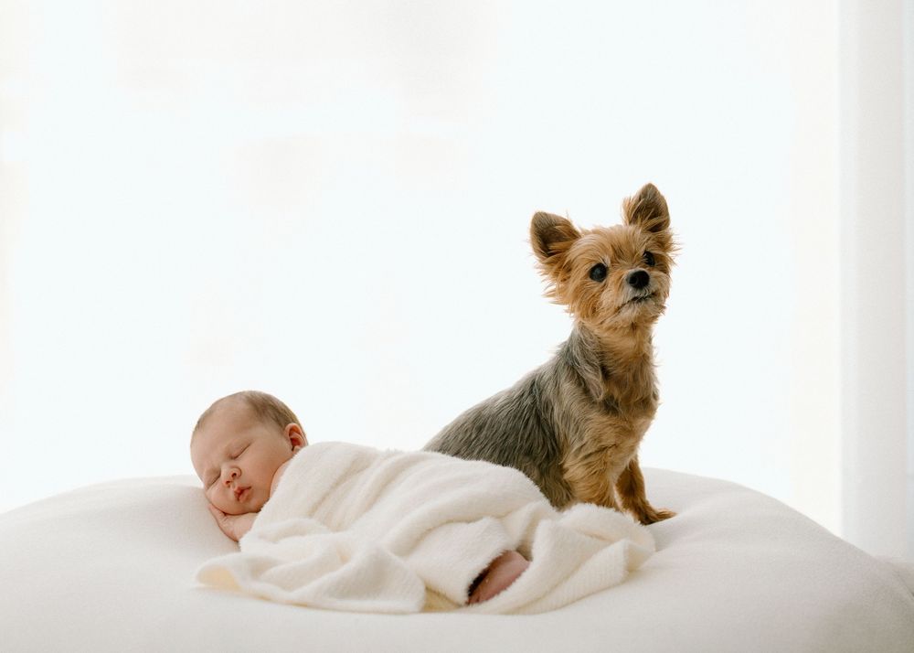A Yorkshire terrier puppy sits protectively next to a sleeping baby swaddled in white on a soft white surface.