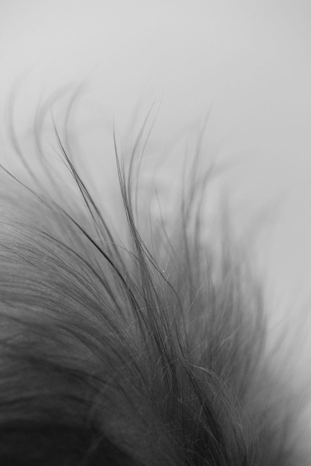 Close-up black and white artistic photograph of soft, wispy hair strands against a light background creating an ethereal effect.
