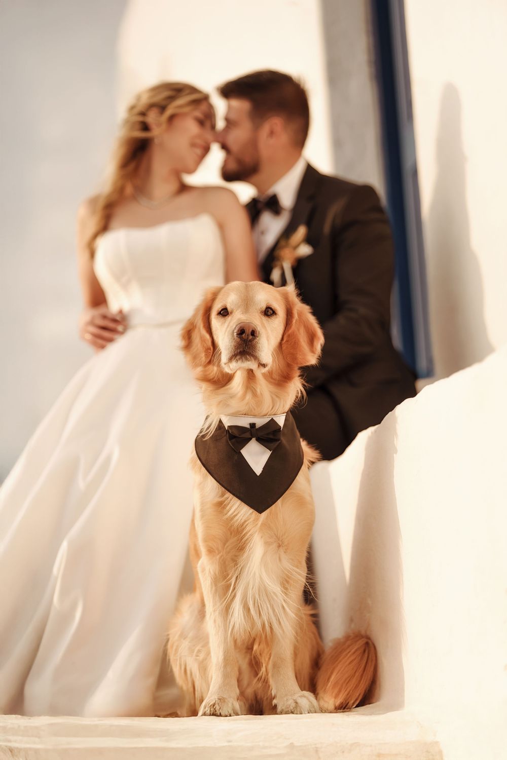 A golden retriever wearing a black bowtie poses in front of a romantic wedding couple kissing in the background.