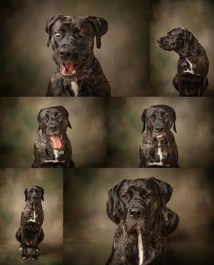 Collection of studio portraits showing different poses of a black brindle dog with white markings.