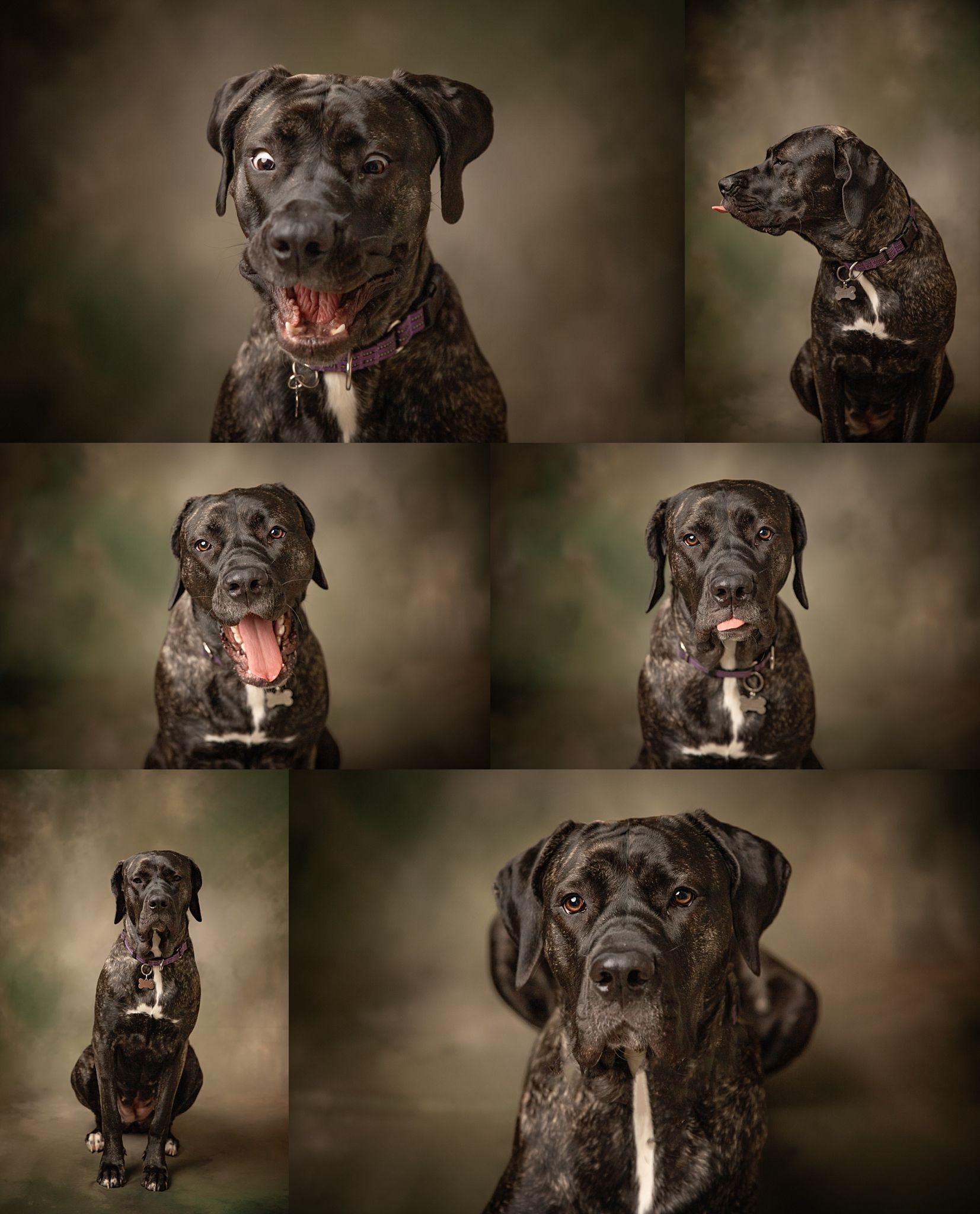 Collection of studio portraits showing different poses of a black brindle dog with white markings.