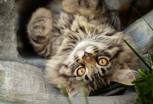 A fluffy tabby cat with bright golden eyes lying on its back, looking up curiously with green plants nearby.