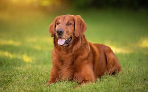 Golden retriever lounges gracefully on green grass in warm sunlight with a content expression.
