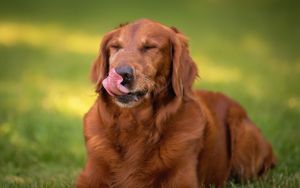 Golden retriever with a playful smile lying in grass during golden hour.