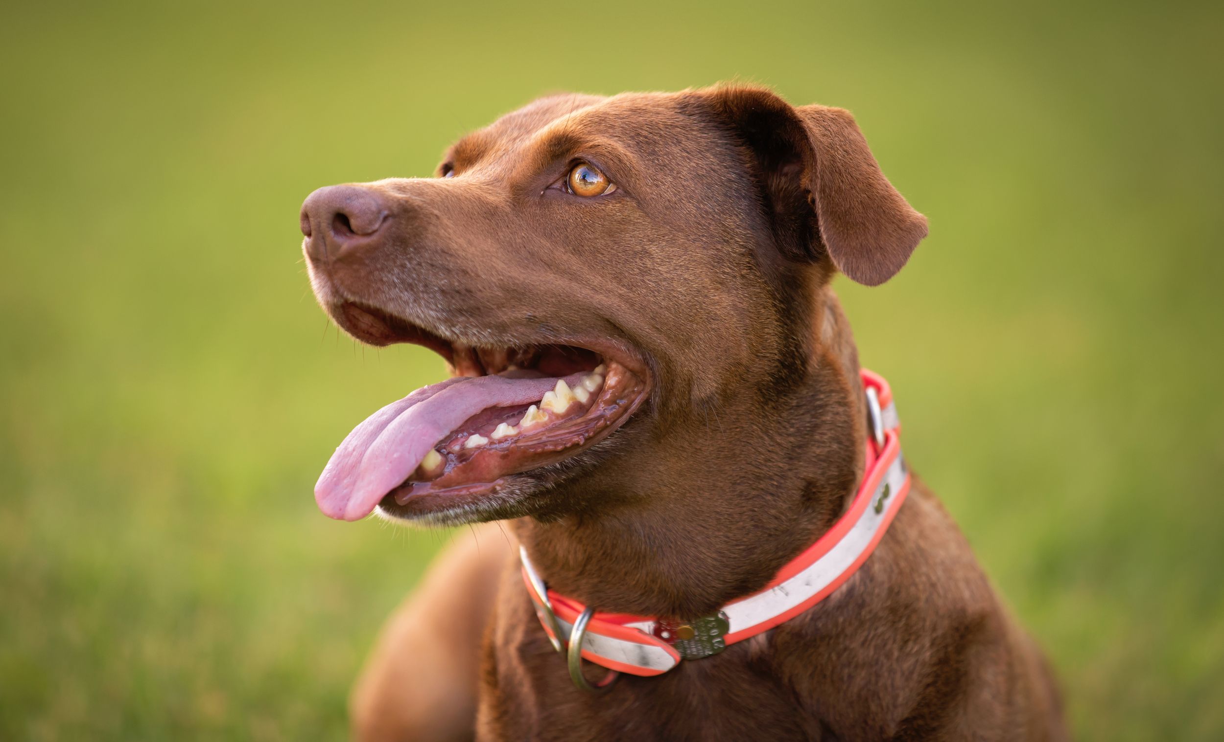 Chocolate-colored dog with pink collar looks upward with happy expression against green background.