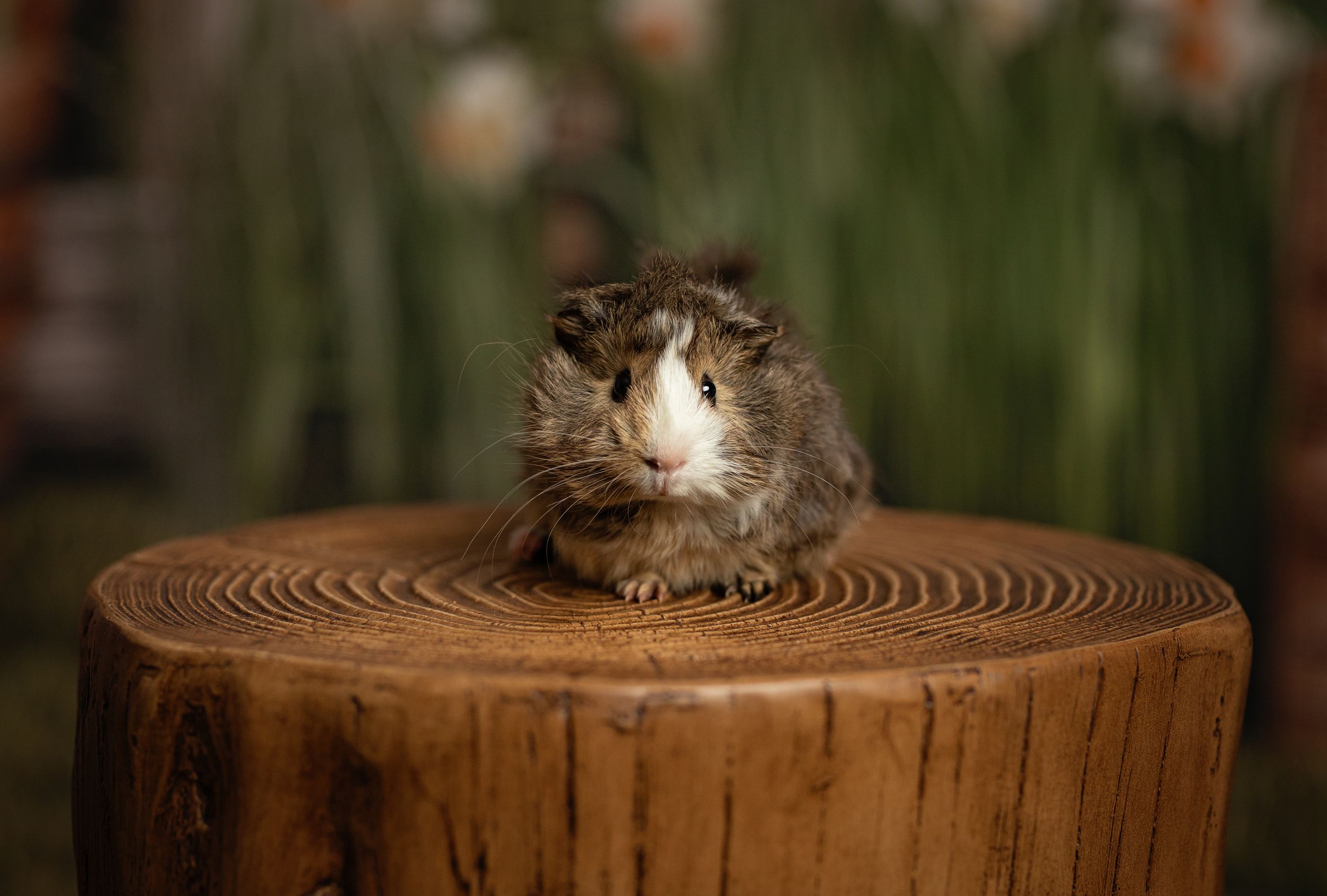 A fluffy guinea pig sits on a wooden tree stump surrounded by green plants and white flowers.