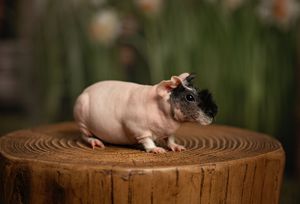 A hairless guinea pig with a black head sits on a wooden stump with green plants in the background.