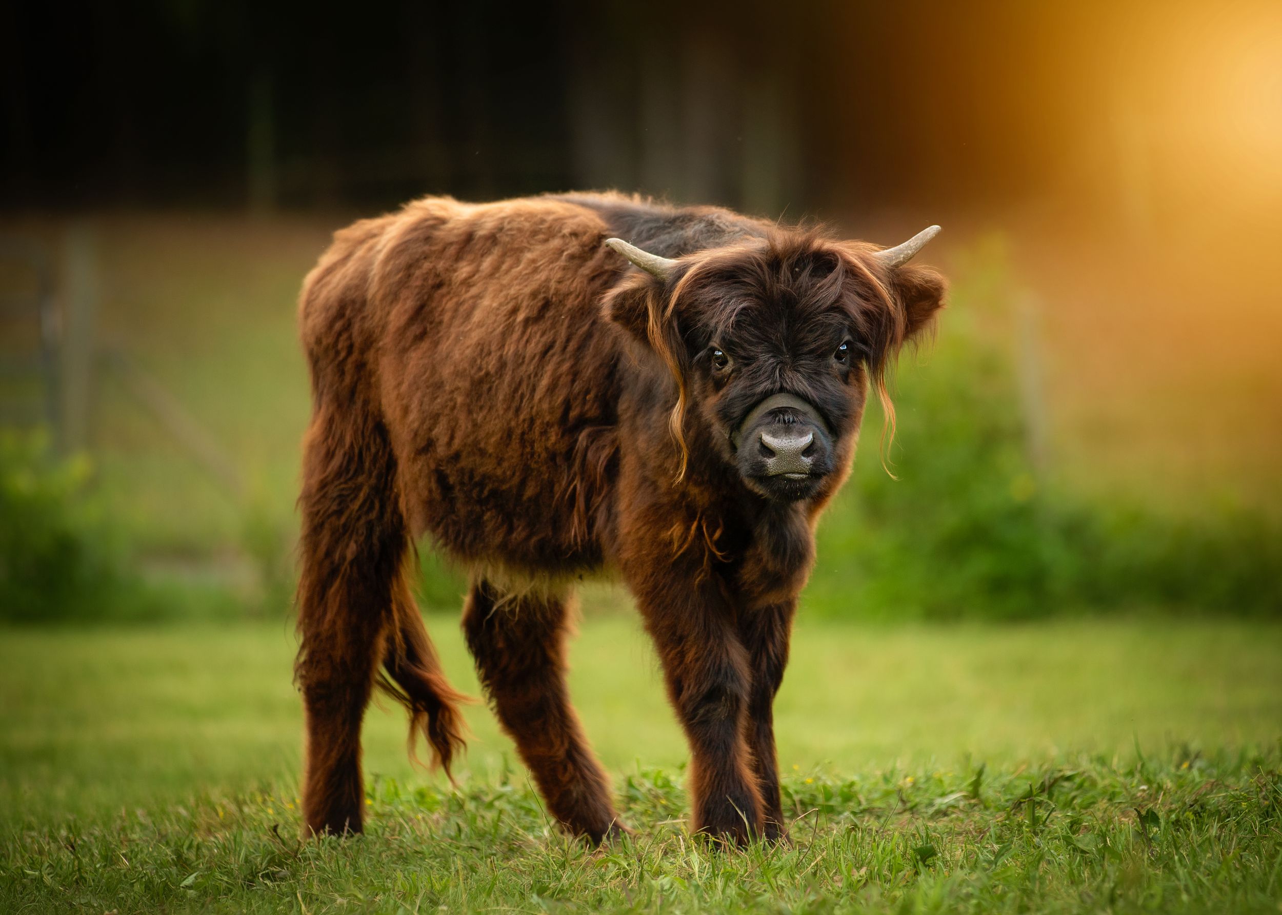 A fluffy brown Highland cattle calf standing on green grass in warm golden sunlight.