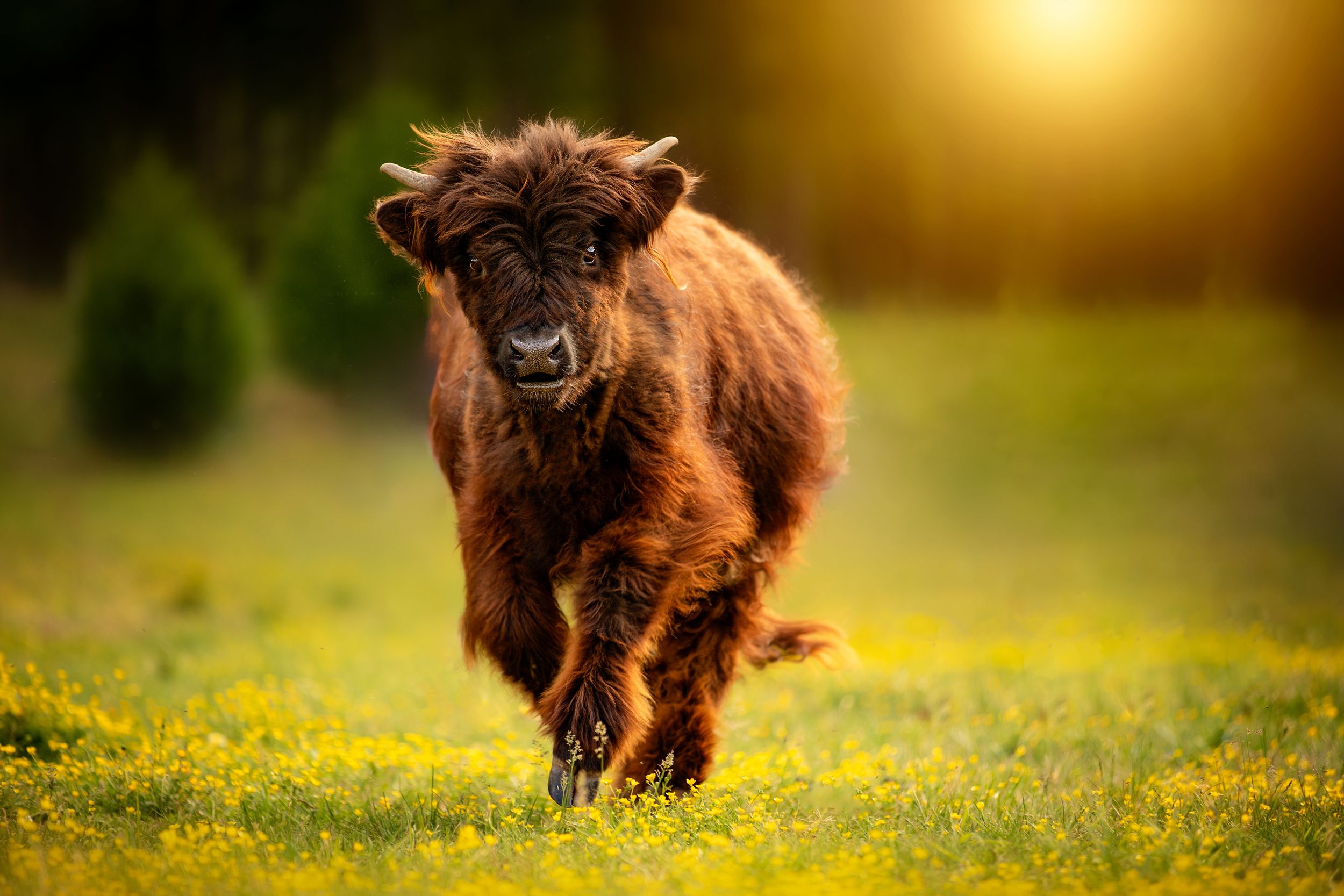 A fluffy brown Highland calf runs through a sunny meadow filled with yellow wildflowers.