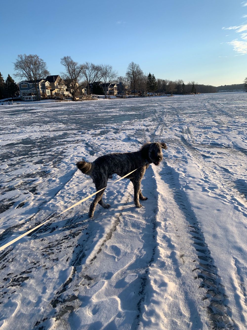 A black dog stands on a snow-covered field with houses visible in the background.