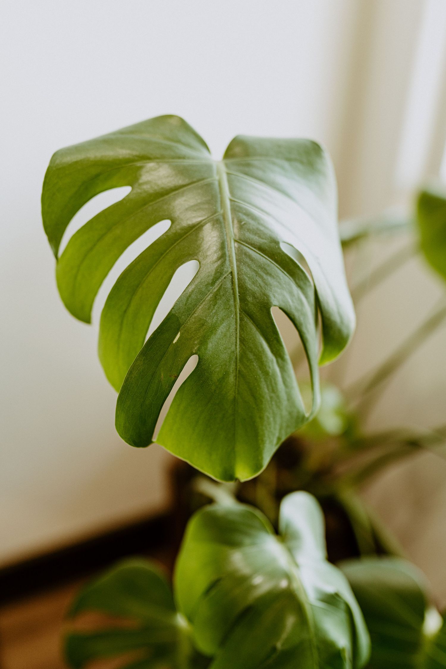 Close-up of a vibrant green Monstera deliciosa leaf showing its distinctive splits and holes.