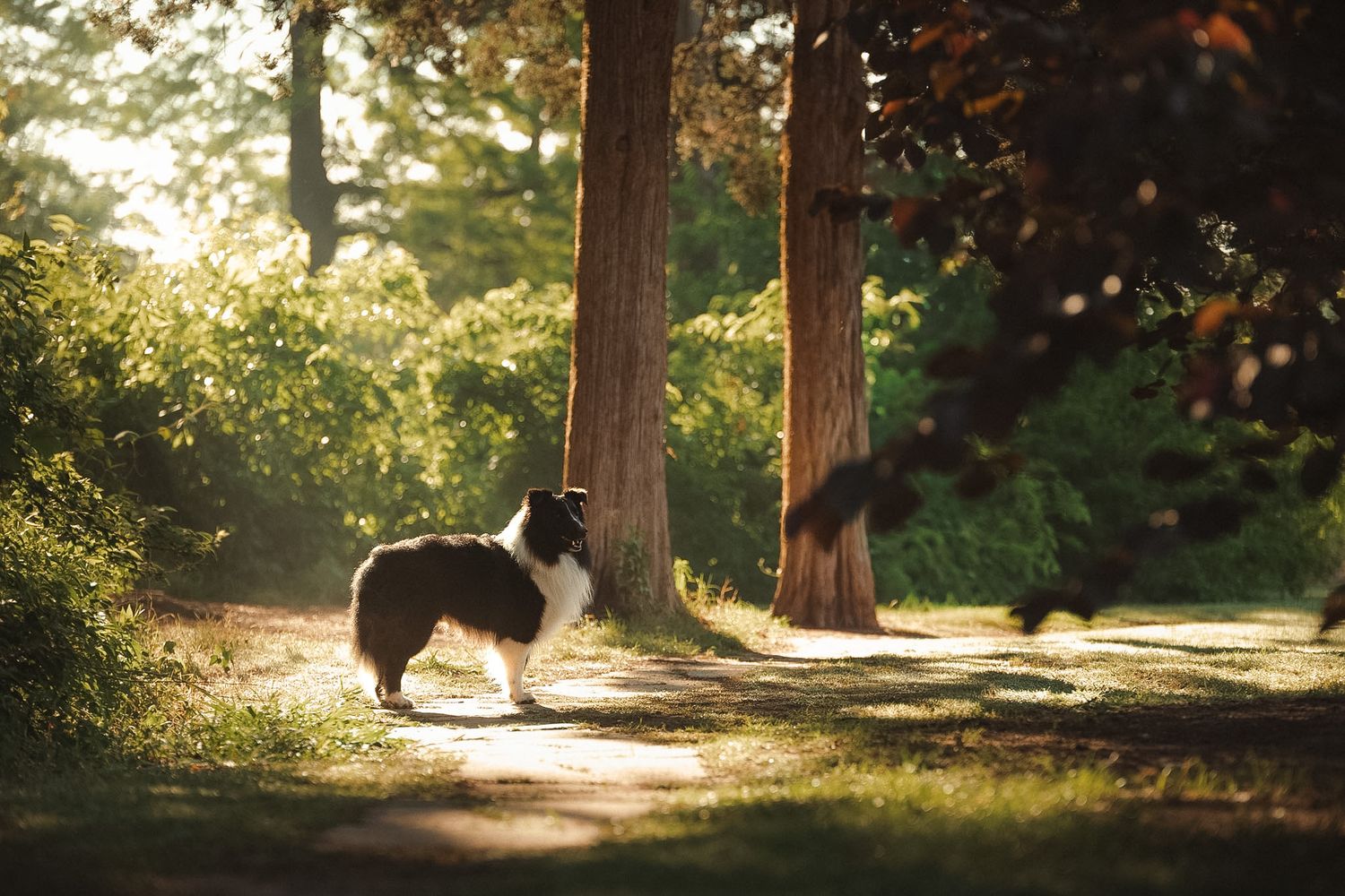 Adventure dog photographer, Oklahoma