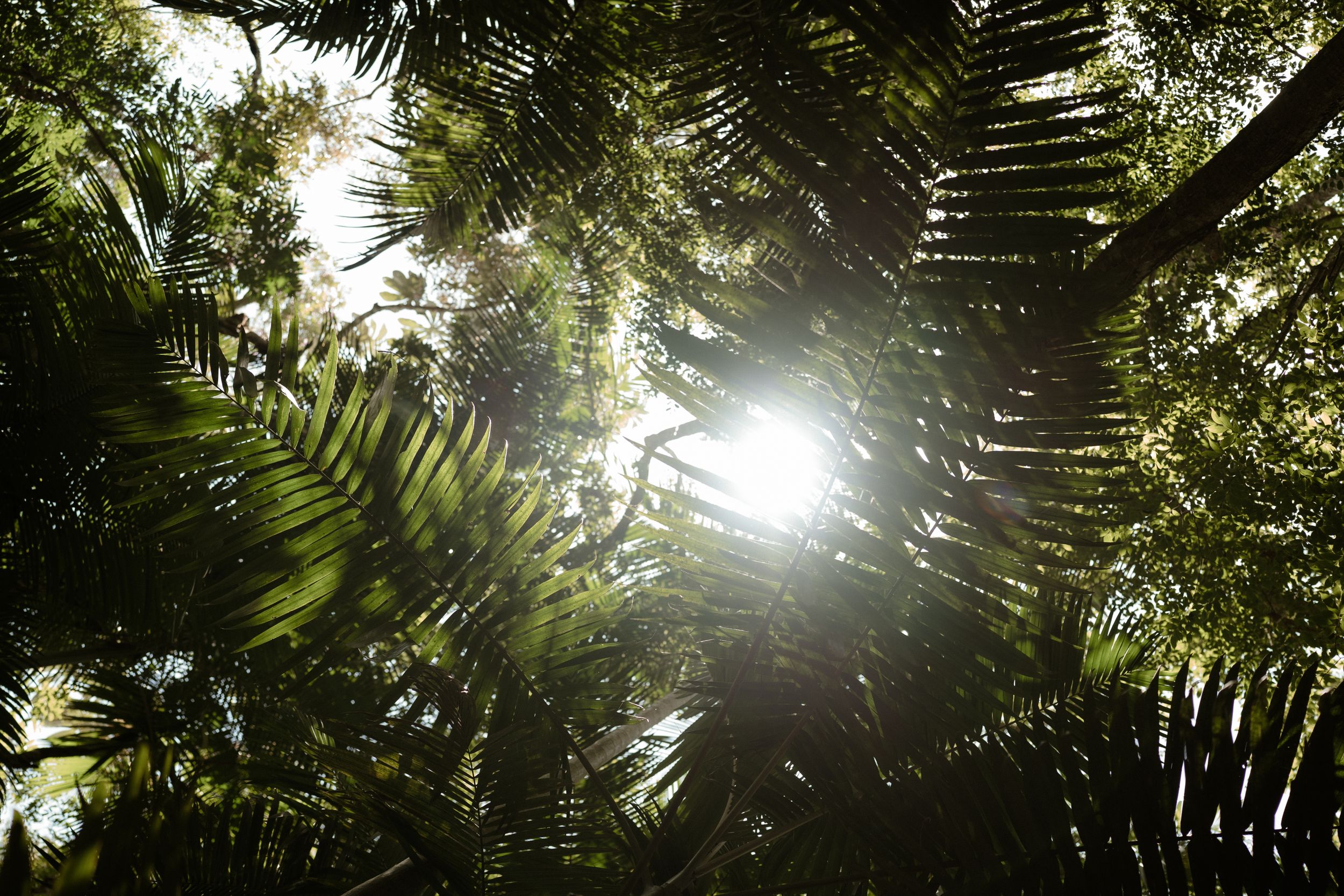 Sunlight filters through tropical palm fronds creating a dreamy forest canopy.