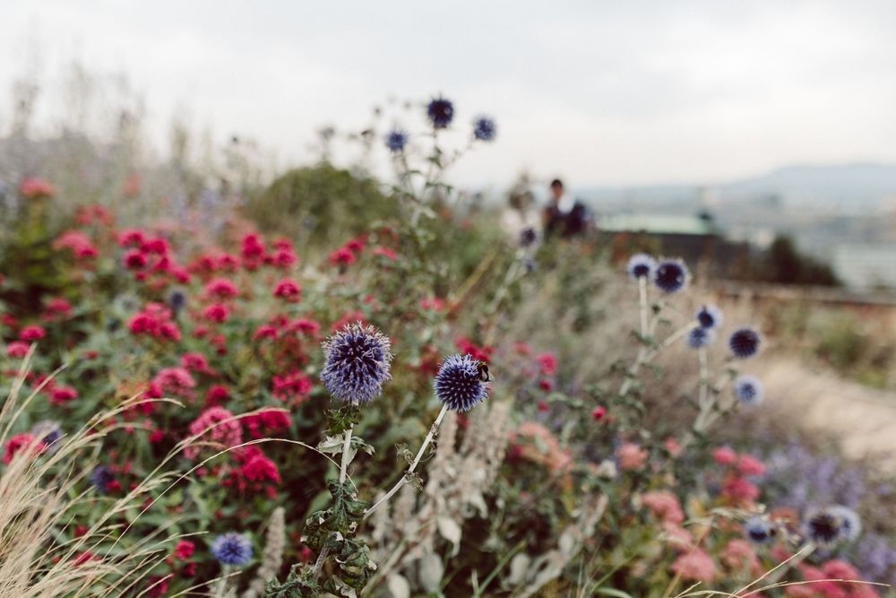 Purple and pink wildflowers blooming along scenic overlook pathway.