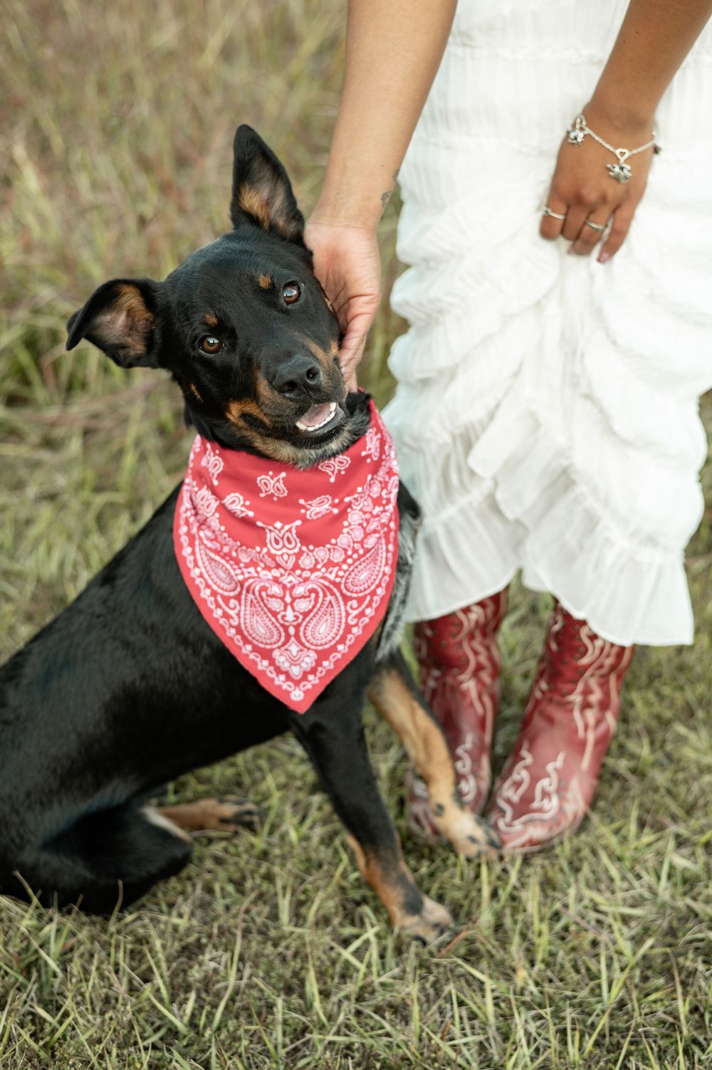 Black dog wearing red bandana poses playfully in grass next to cowboy boots.
