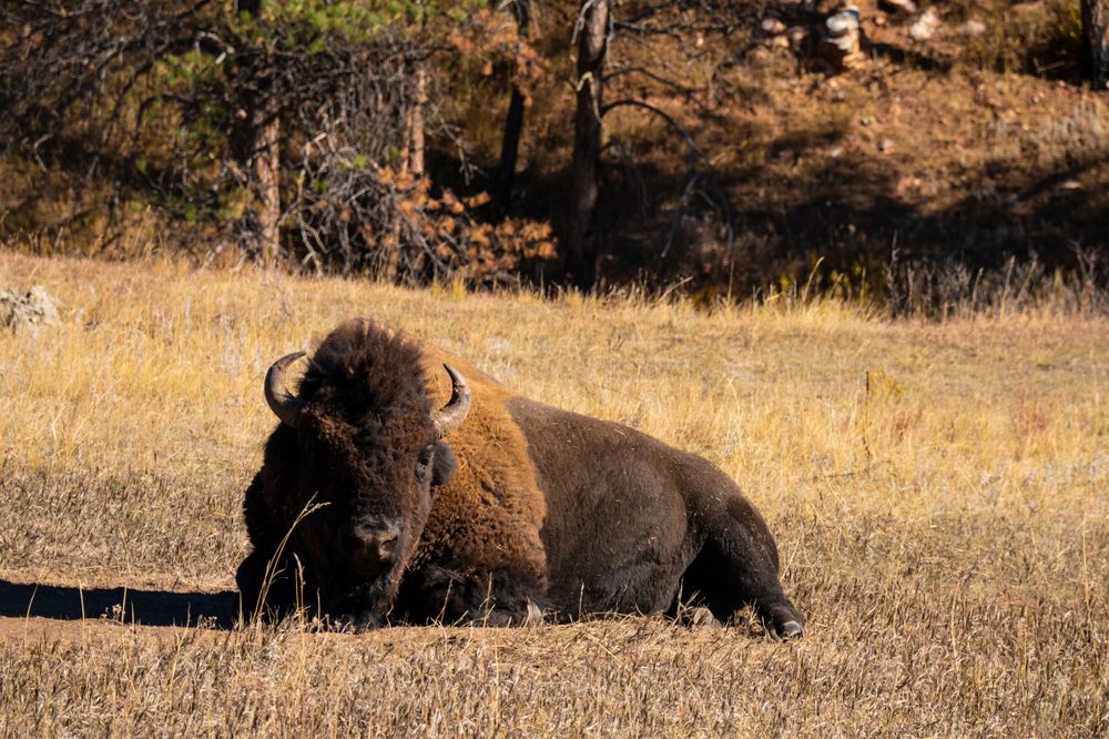 Large American bison resting in golden prairie grass during autumn.