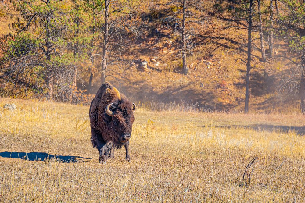 American bison standing in tall golden grass with forested hills in the background.
