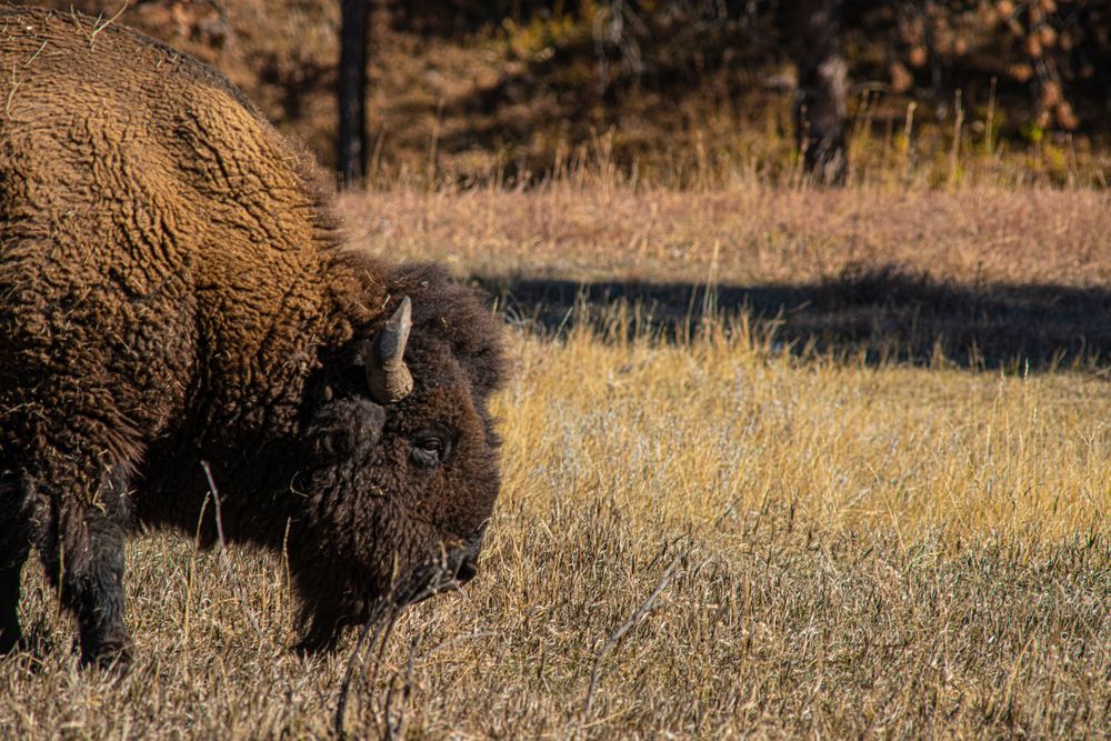 Close-up side view of an American bison's shaggy brown coat in autumn grassland.