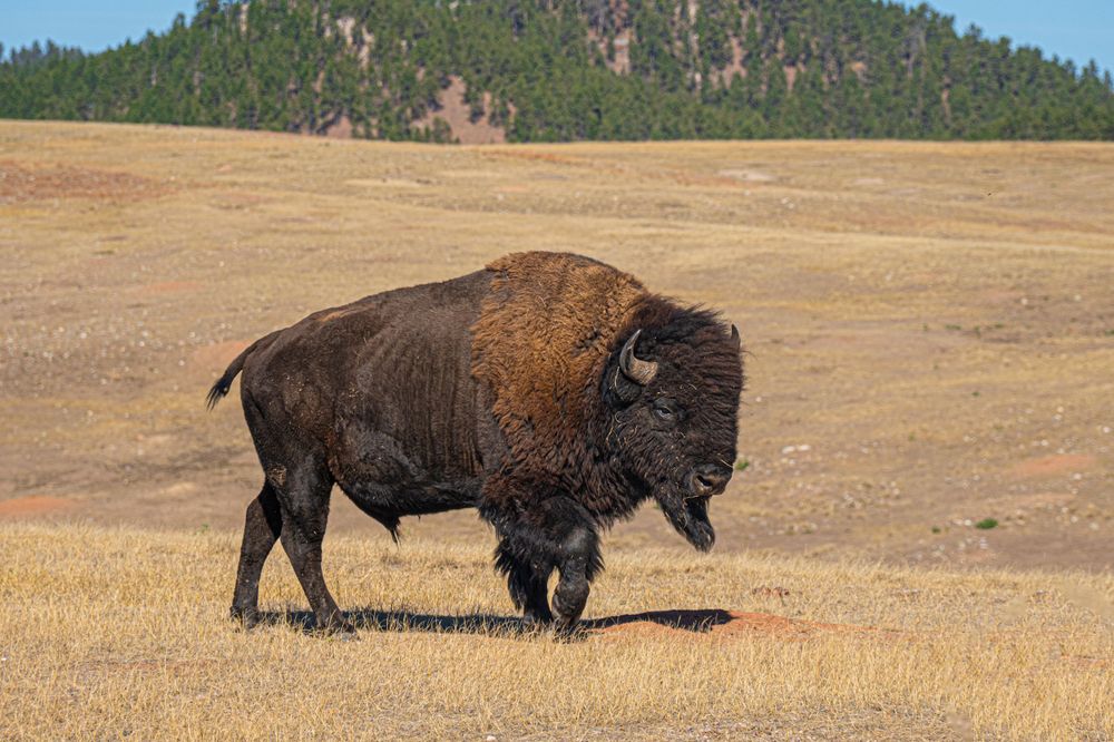 Majestic bison walking across open prairie landscape with mountains in the distance.