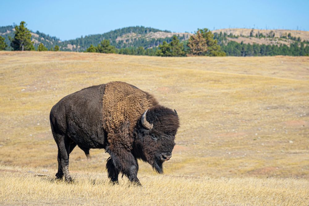 A majestic American bison stands on rolling grassland plains with hills in the background.