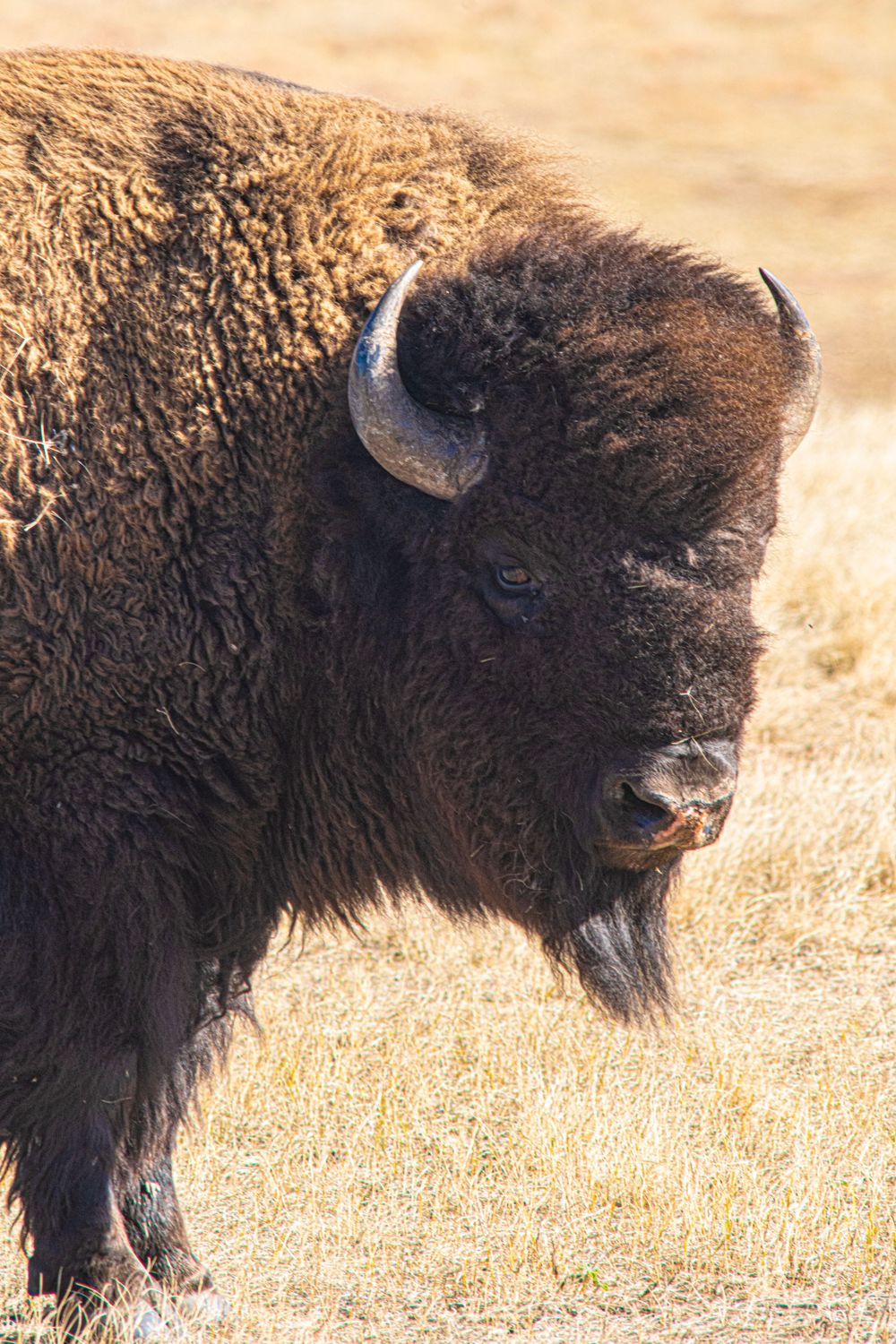 Profile portrait of an American bison showing its distinctive horns and face against golden grass.