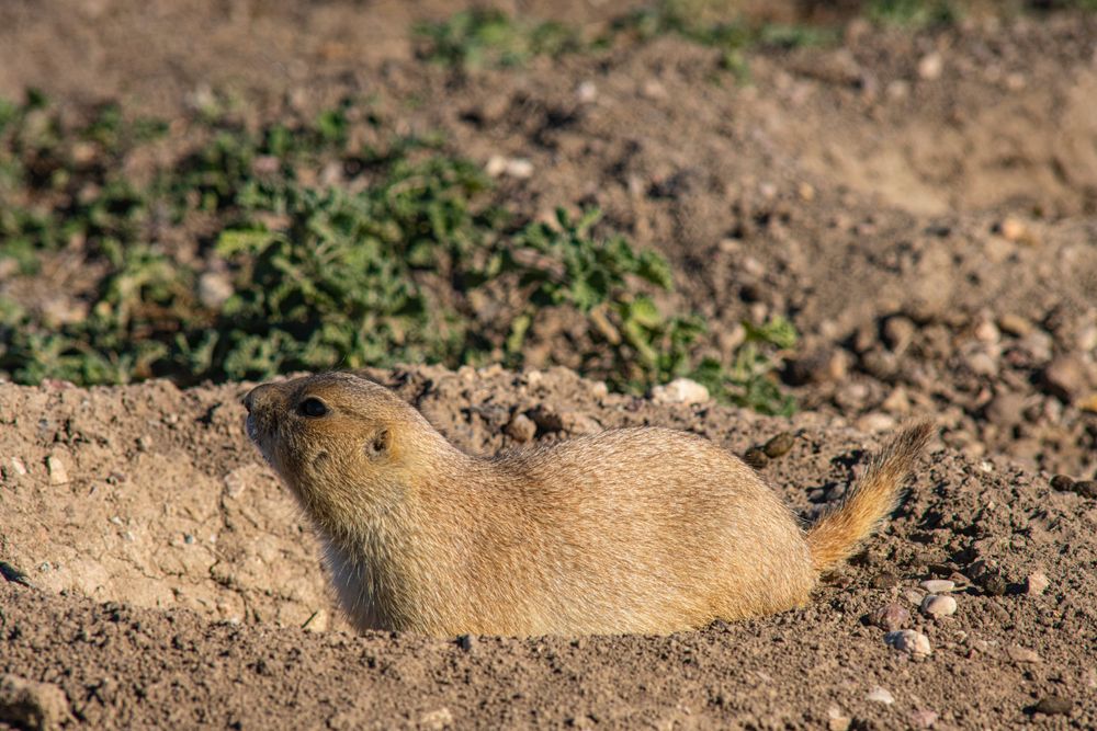 Prairie dog emerging from its burrow in dry soil with scattered vegetation.