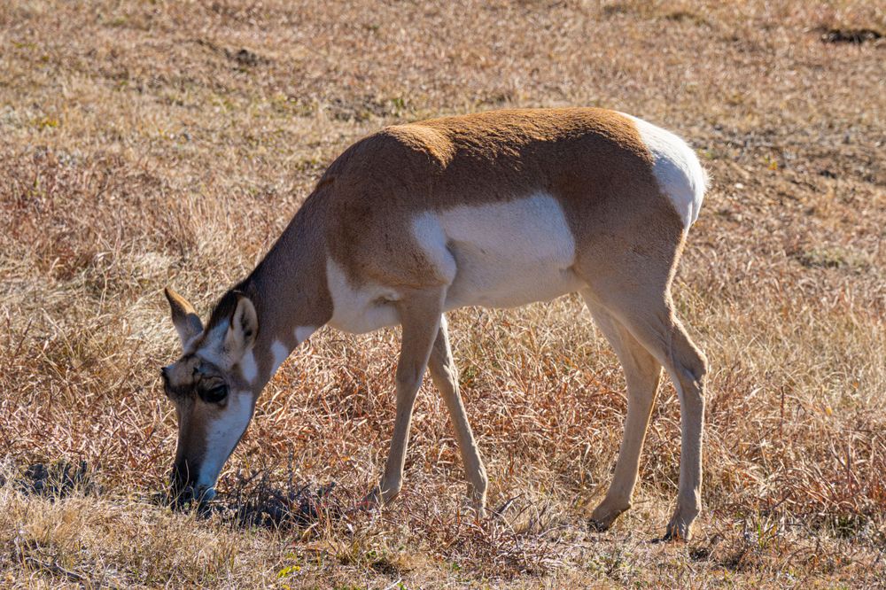 Pronghorn antelope grazing on brown grass in an arid landscape.