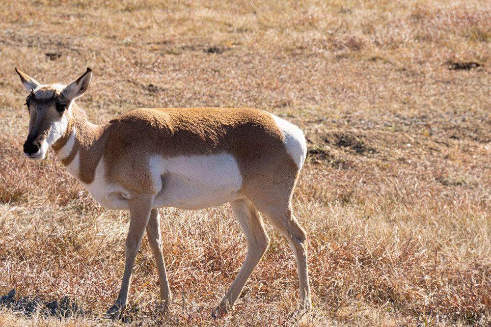 A pronghorn antelope walking across dry grassland in a natural habitat.