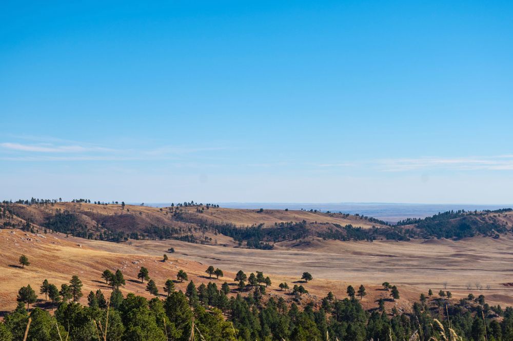 Rolling hills and scattered pine trees under blue sky in western landscape.