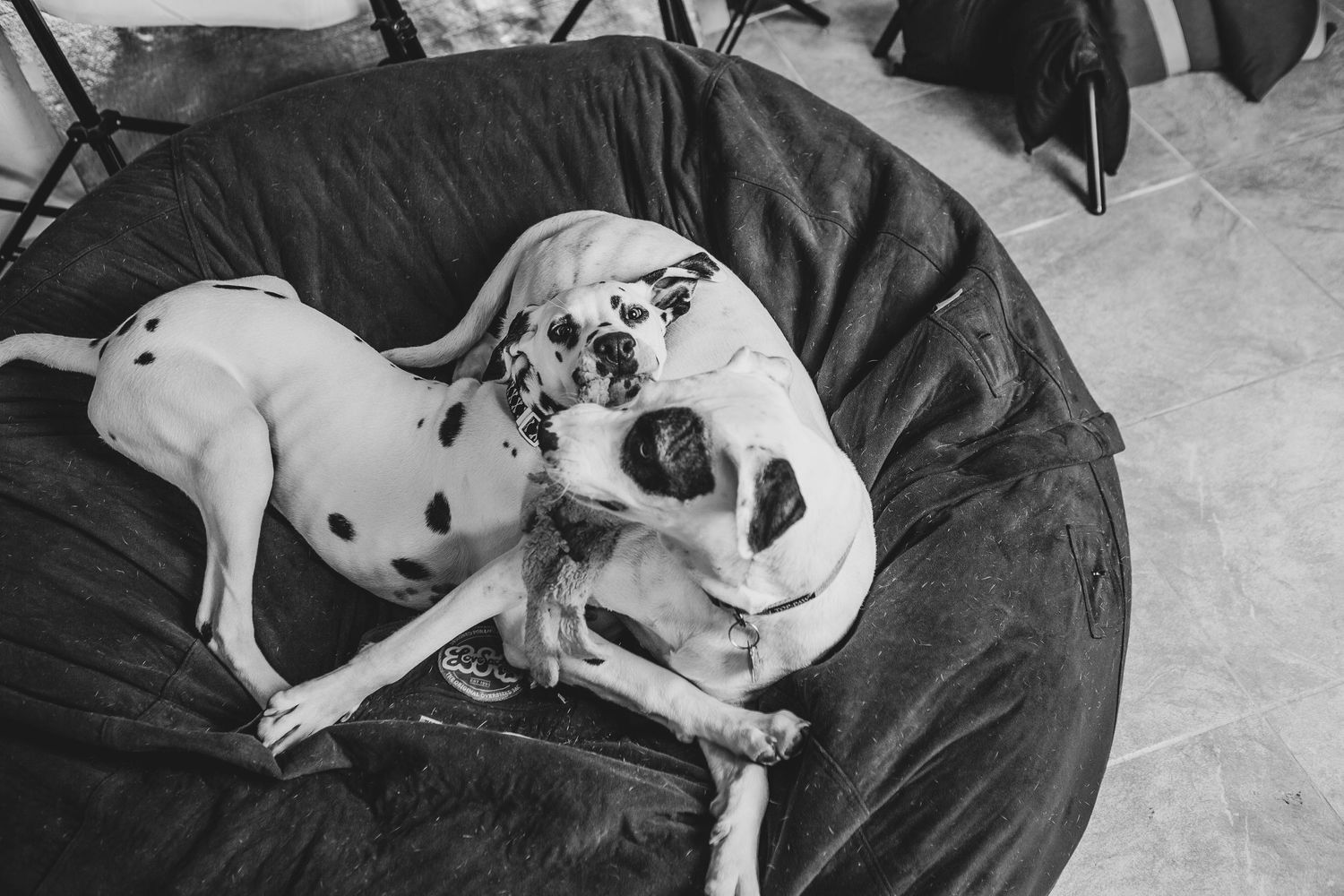 Two Dalmatian dogs cuddled together resting on a large round black cushion in black and white photography.