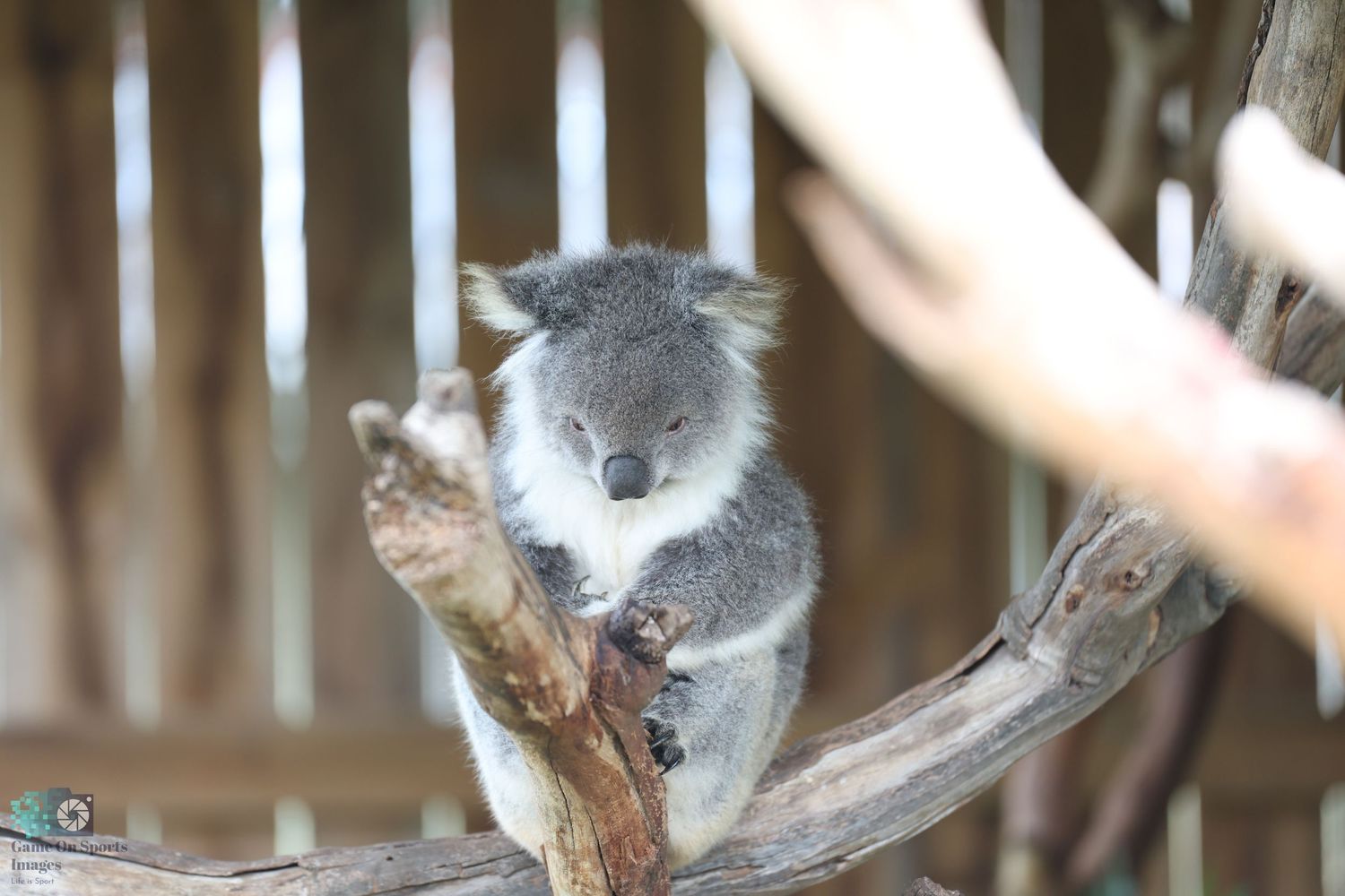 Grey koala resting on a tree branch in its natural habitat.