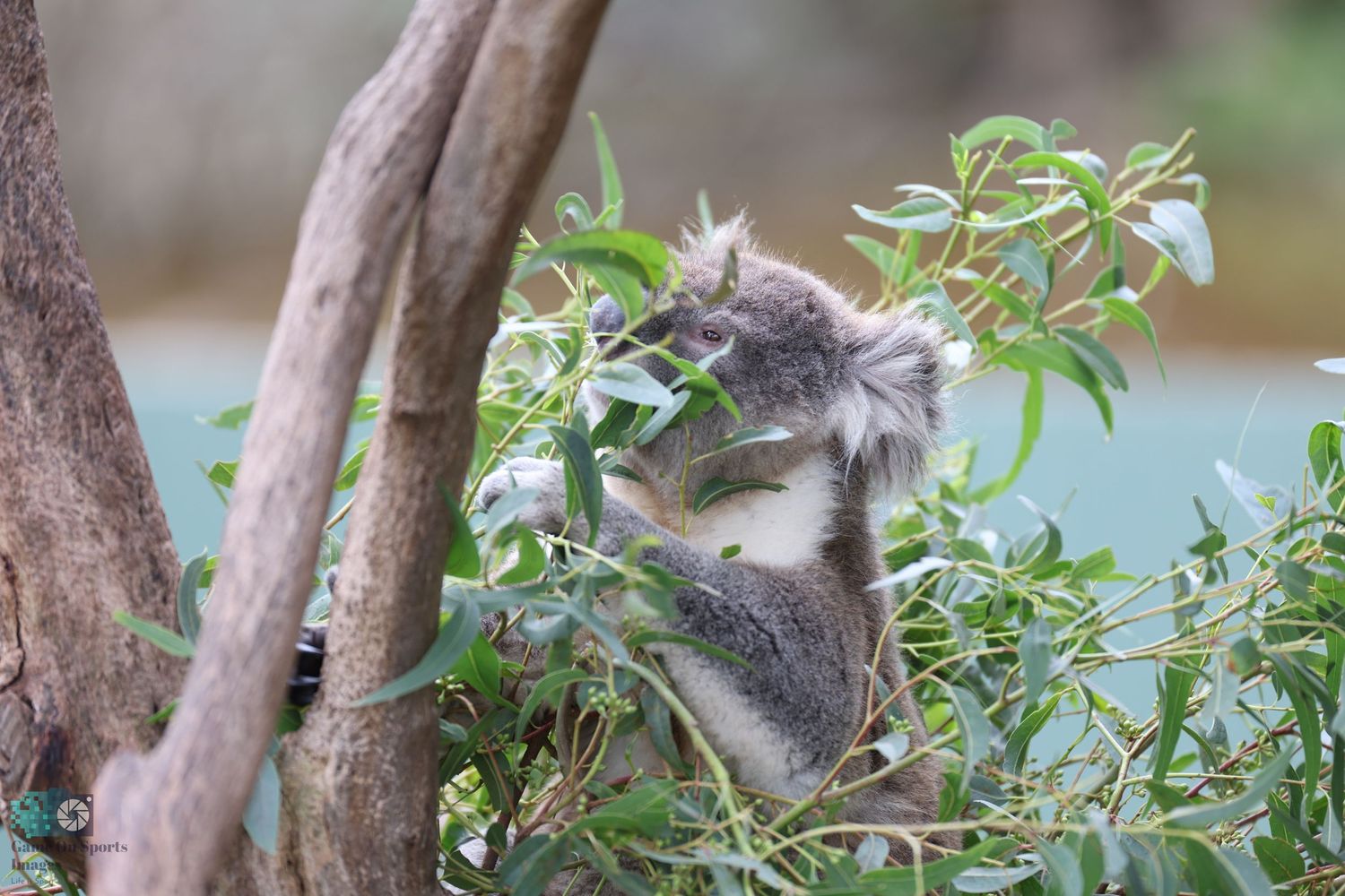 Koala bear munching on fresh eucalyptus leaves among tree branches.