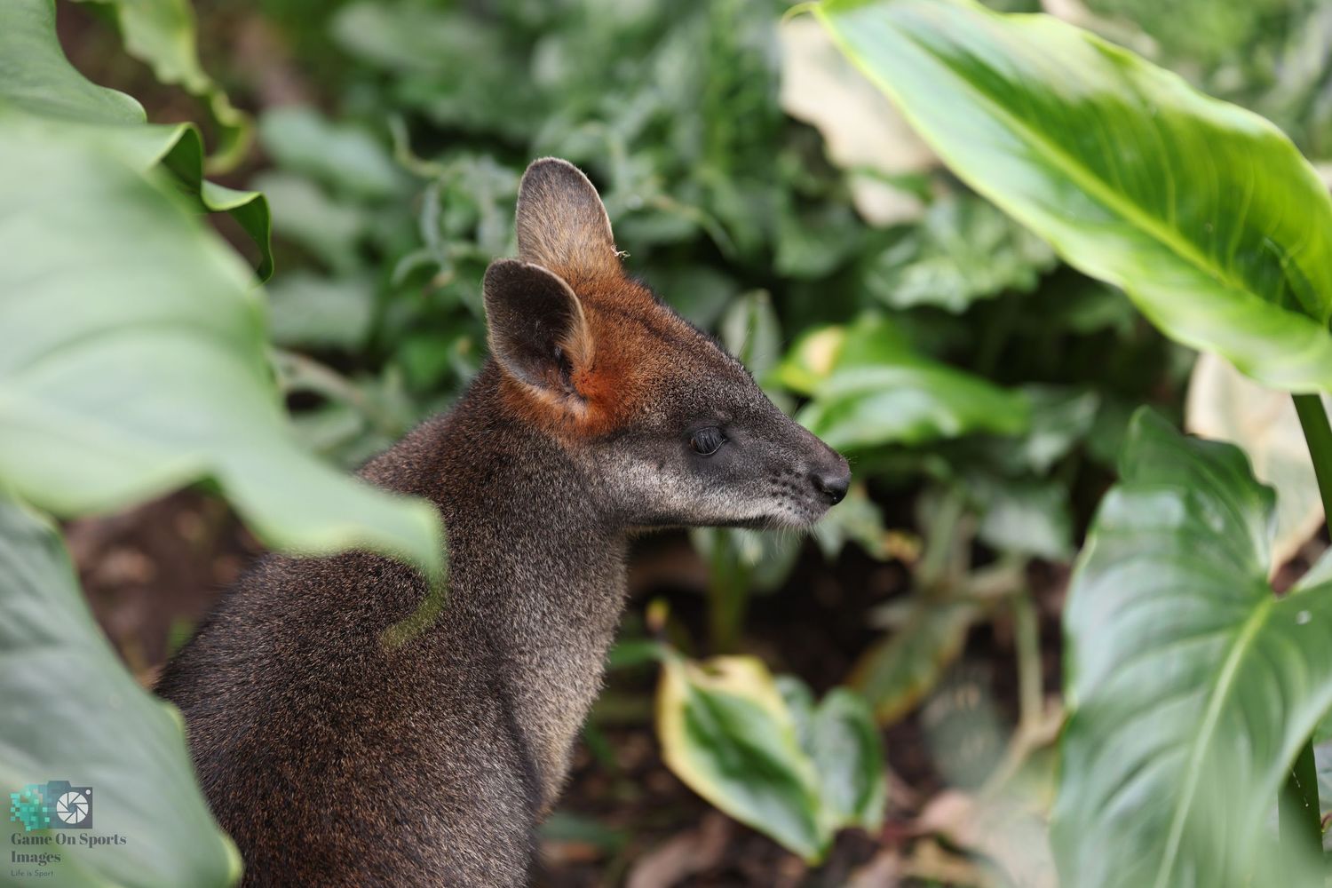 Close up profile of a small wallaby with alert ears in lush foliage.