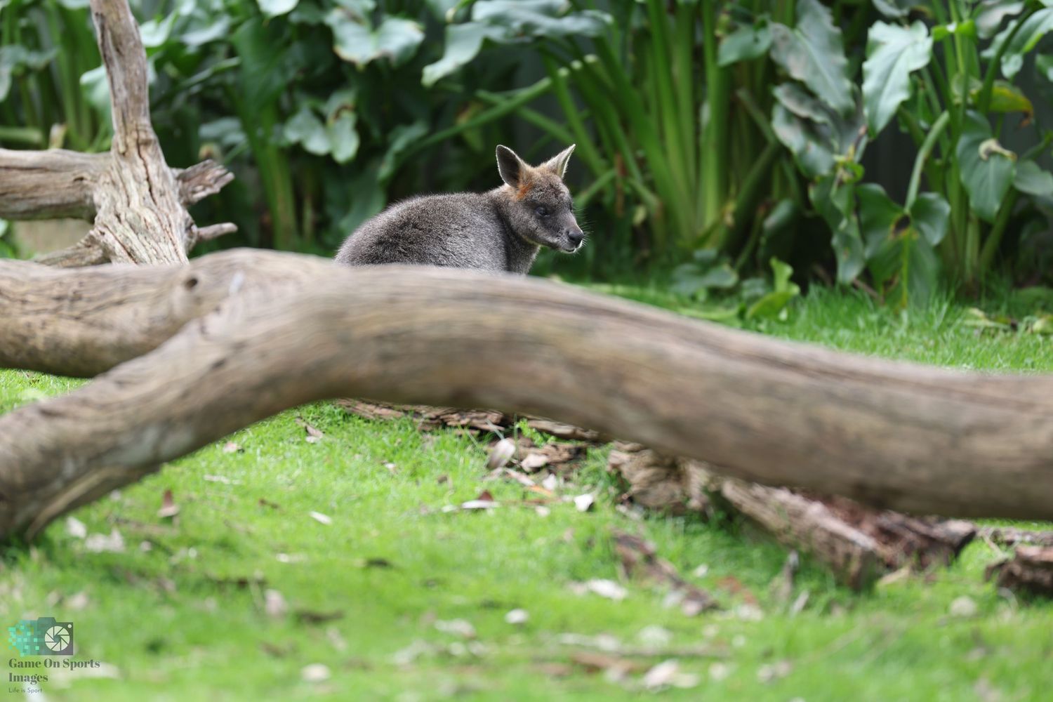 Wallaby resting behind a fallen log in a grassy garden setting.