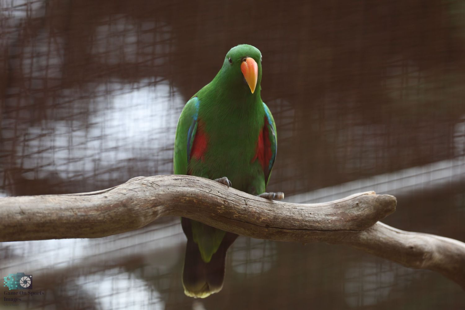 Bright green parrot with red wing markings perched on a weathered branch.