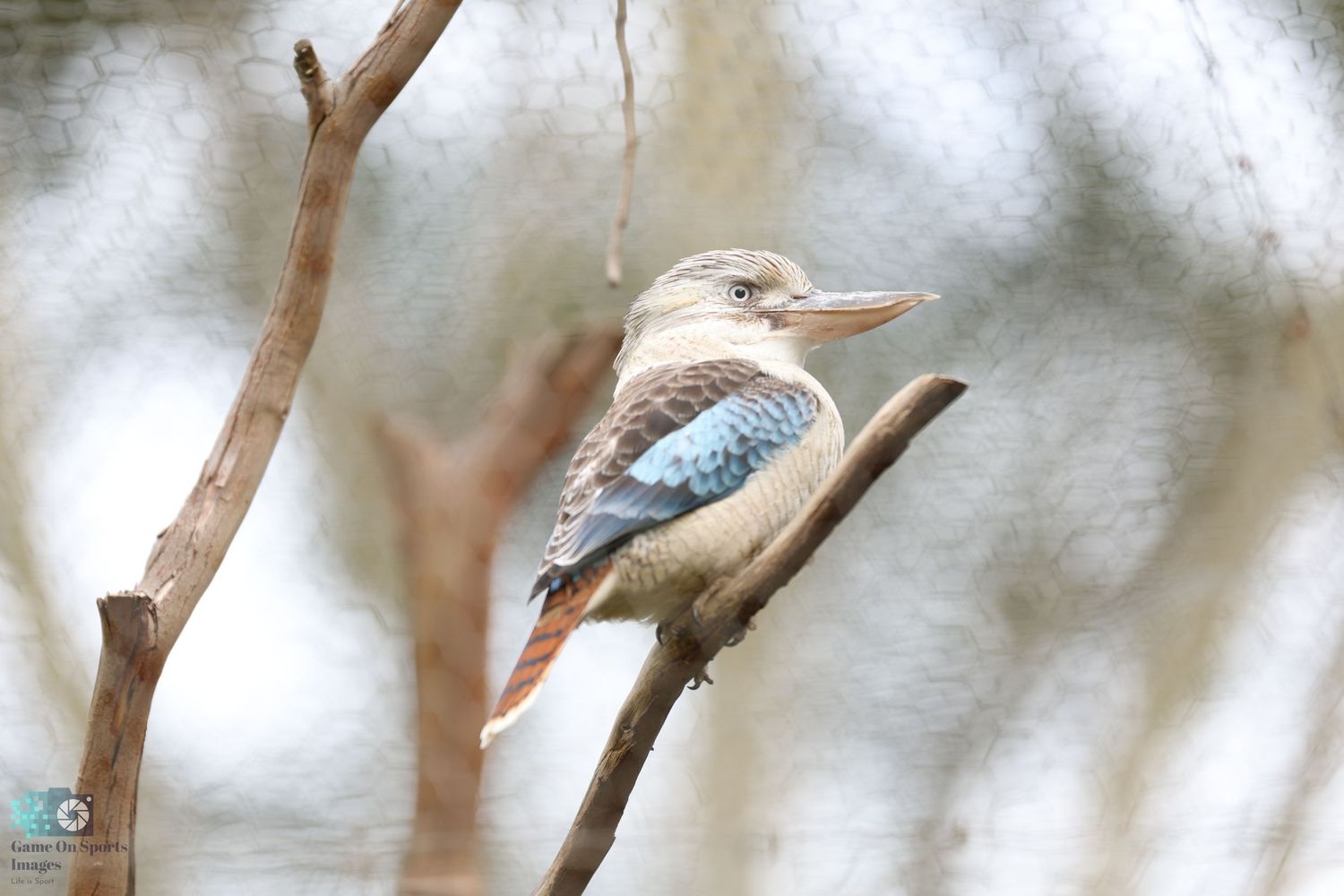 A kookaburra perched on a branch in soft lighting with its distinctive blue and brown feathers.