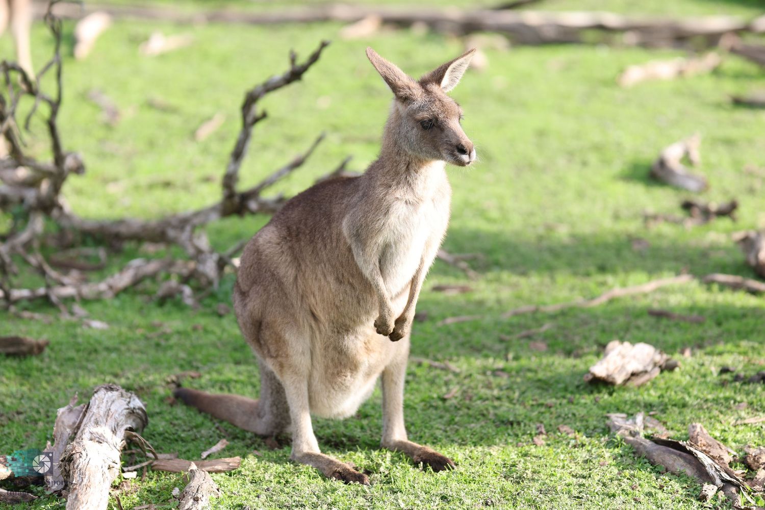 A kangaroo stands alert in a grassy field with scattered branches and leaves.