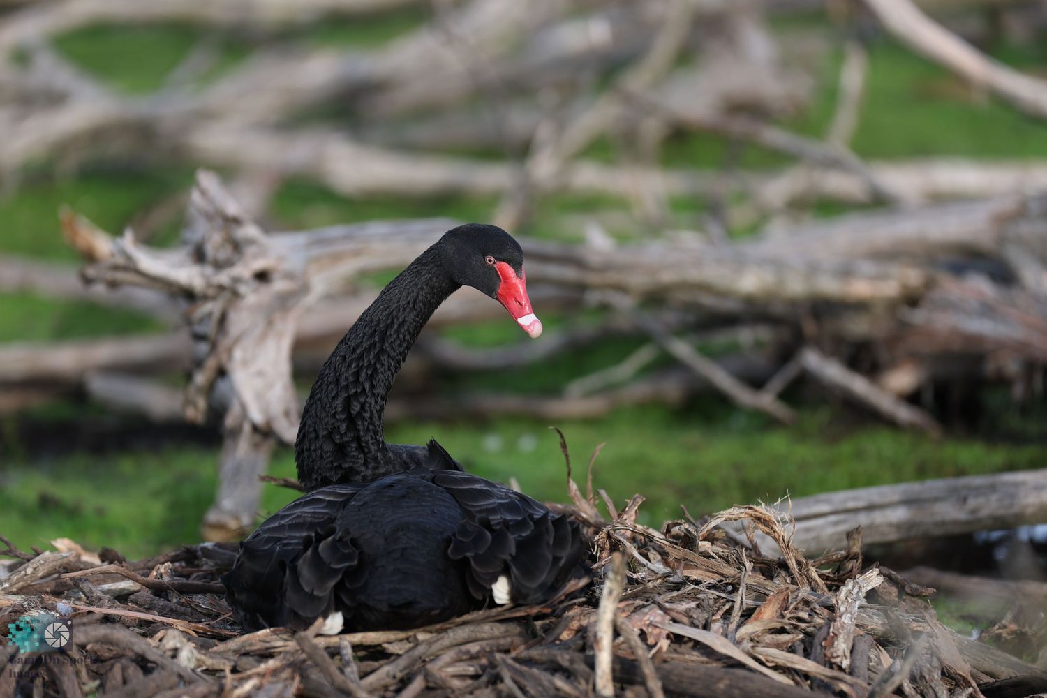 A black swan nesting among twigs and branches in a natural setting.