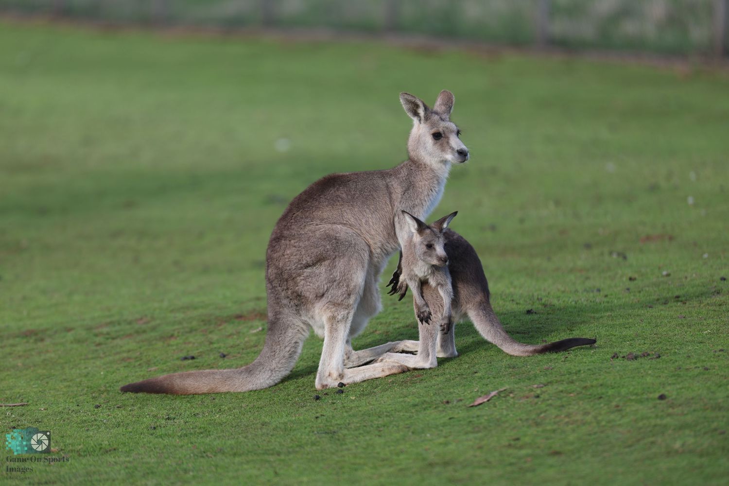 A mother kangaroo with joey in pouch grazing on green grass.