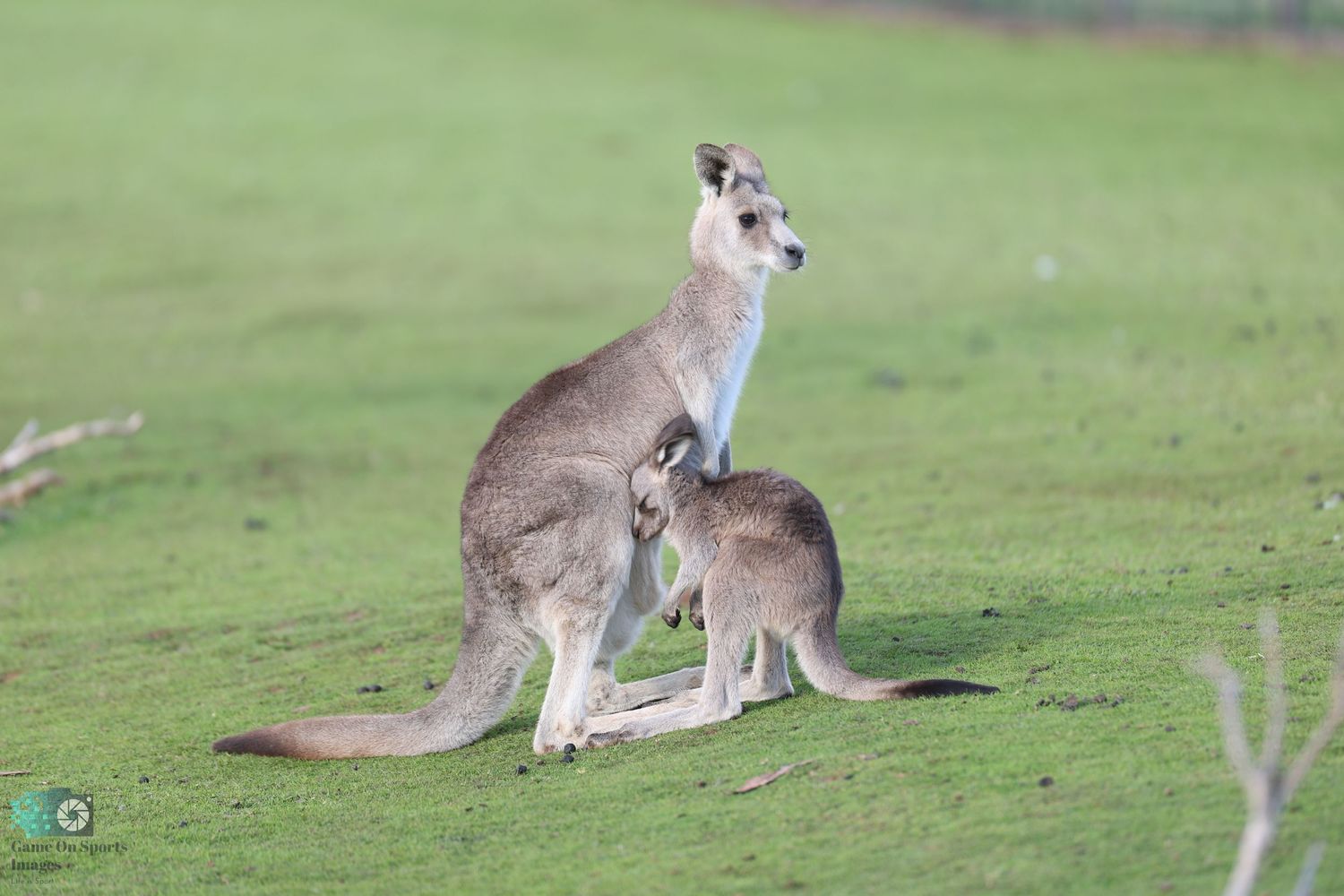 Two kangaroos stand together on grassy field with one carrying a joey in its pouch.