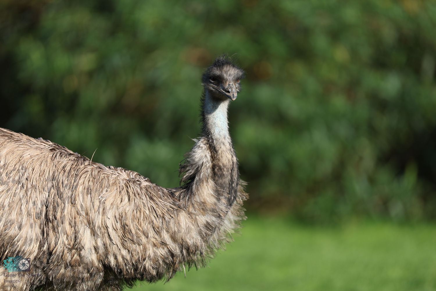 Close-up profile of an emu's head and neck showing its brown feathers against green background.