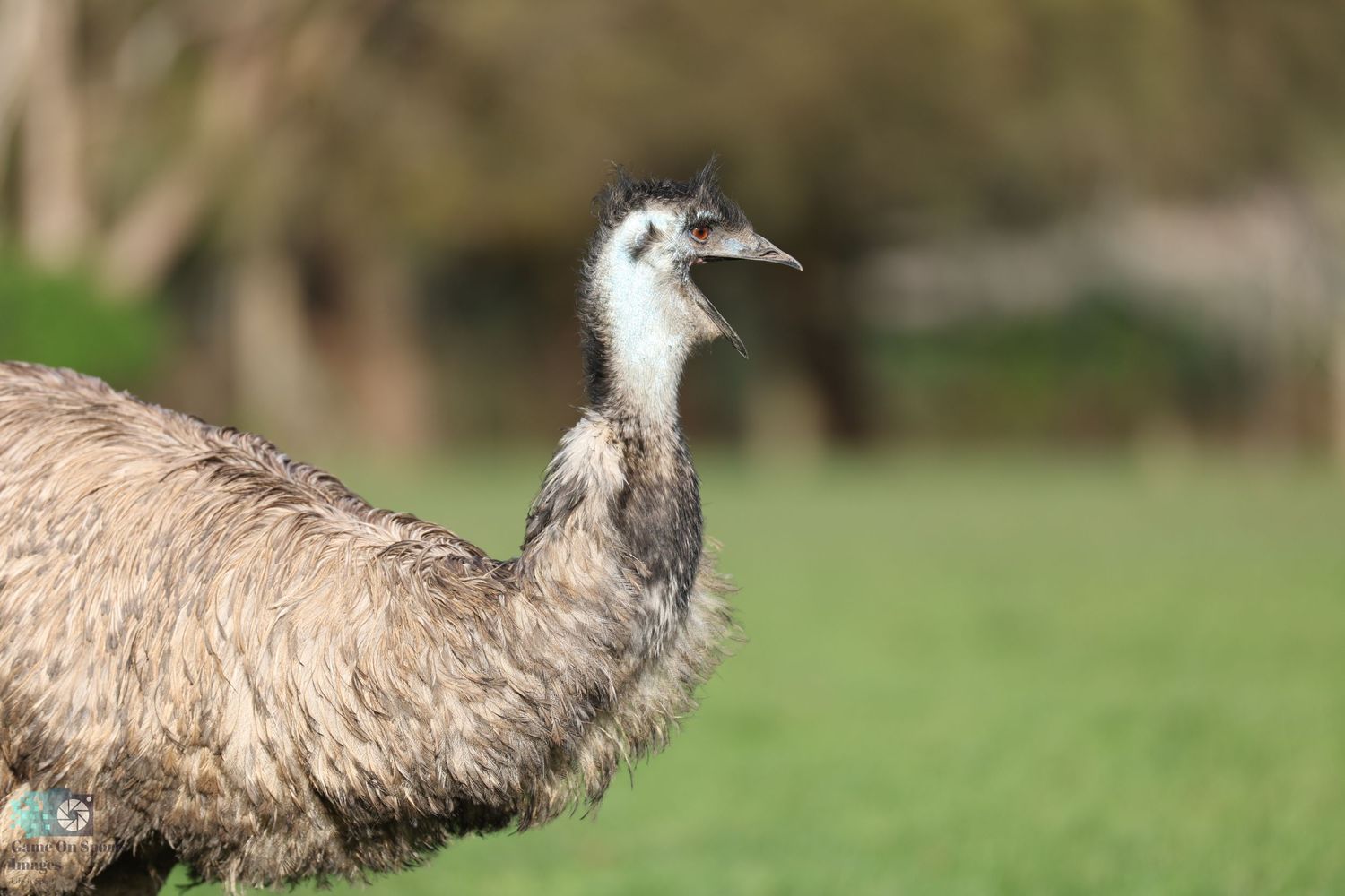 Side view of an emu's head and neck showing its distinctive feathers and beak.