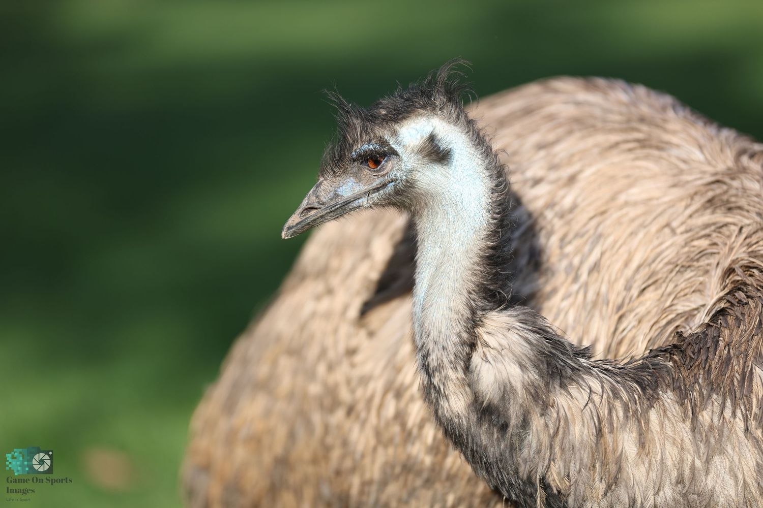 Close-up portrait of an emu showing its facial features and textured feathers.