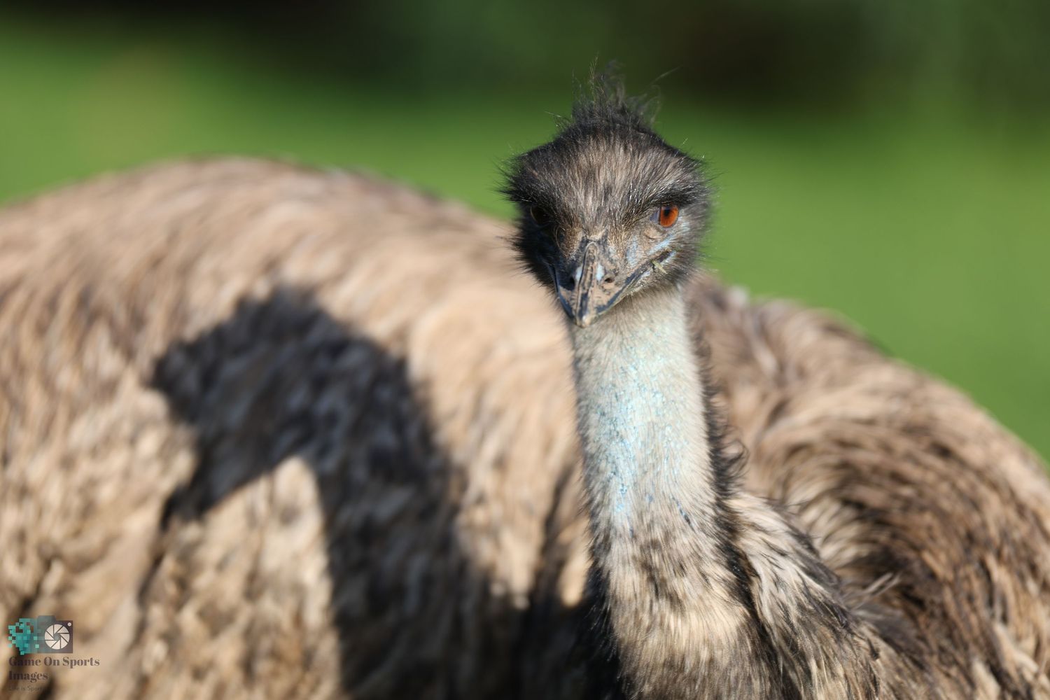 Detailed headshot of an emu showing its long neck and distinctive facial features.