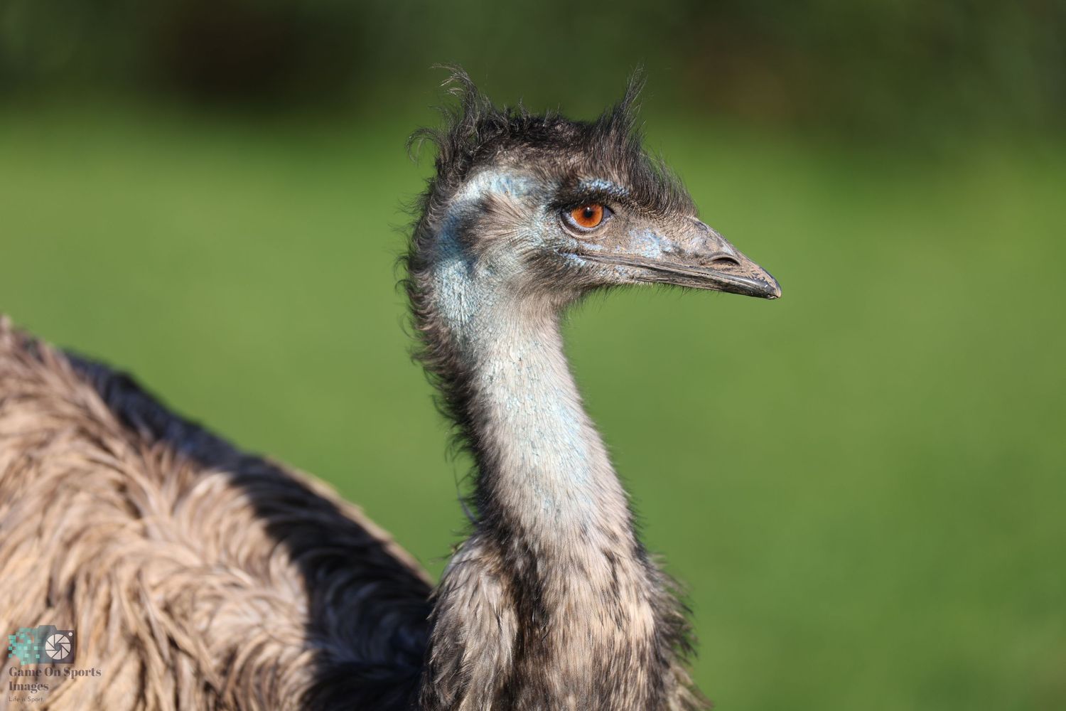 Close-up profile of an emu's head showing its distinctive beak and eye against green background.