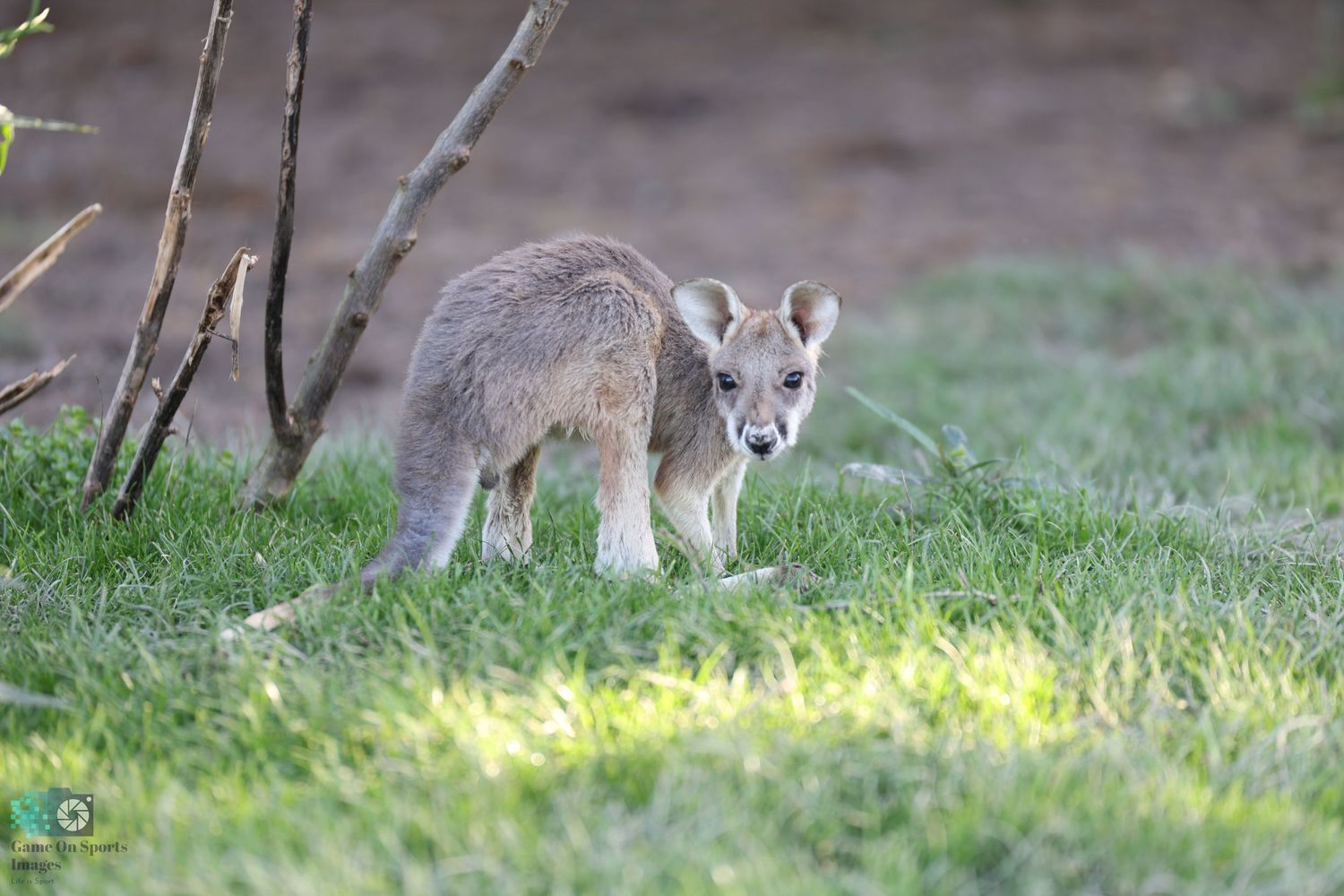 Young kangaroo grazing on grass in dappled sunlight near bushes.