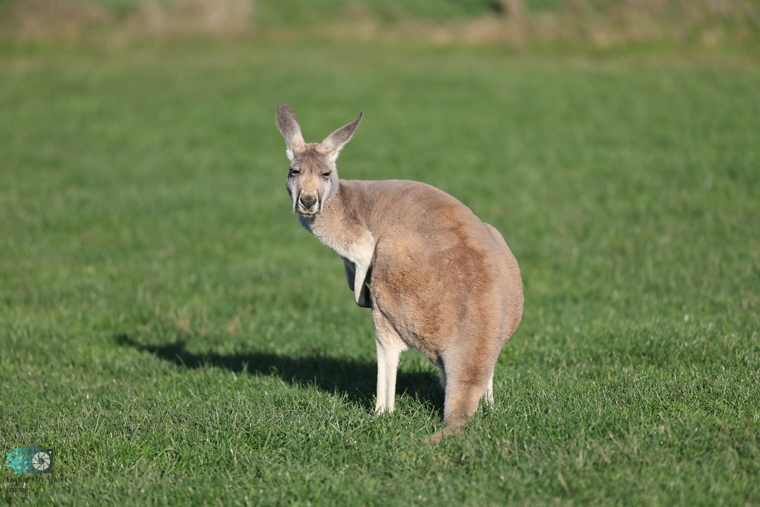 Alert kangaroo standing in profile on green grassy field.