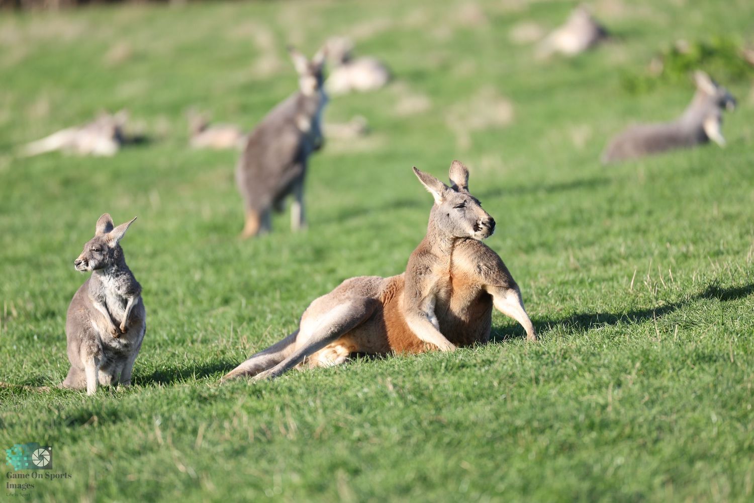 Group of kangaroos lounging and hopping on grassy hillside.