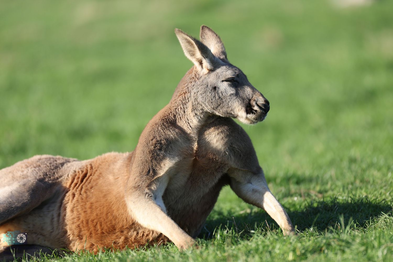 Resting kangaroo lounging on green grass in sunlight.