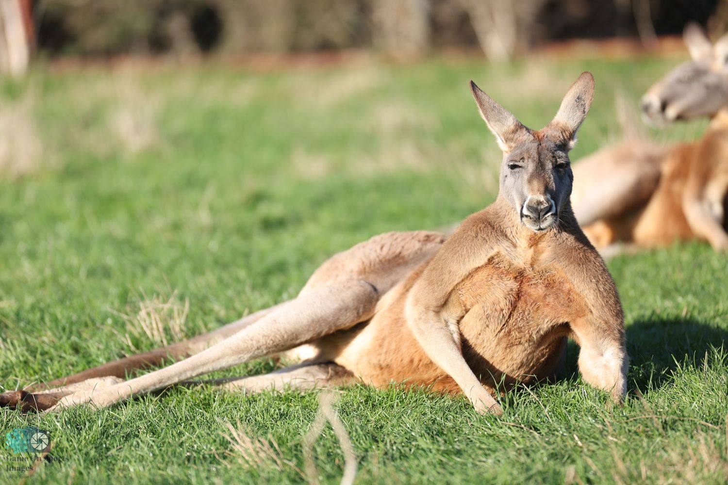Large kangaroo relaxing in reclined position on grassy field.